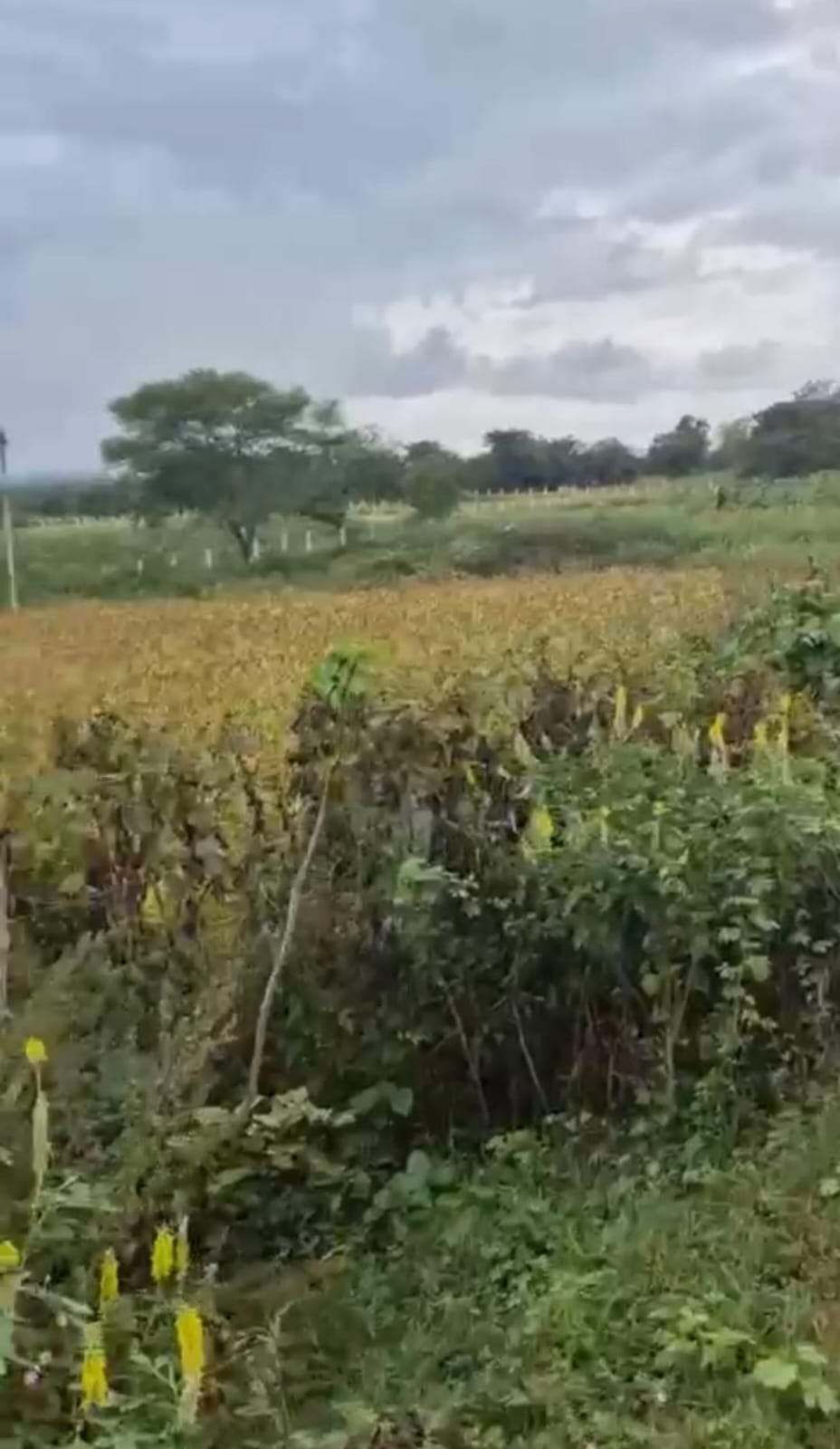 Ramanagara, near Kanva Dam backwater - 5.04 acres farm land
