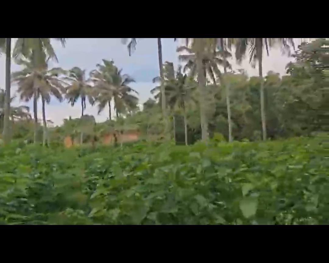  Ramangara, Bengaluru south district - 18-acre mango and coconut farm for sale