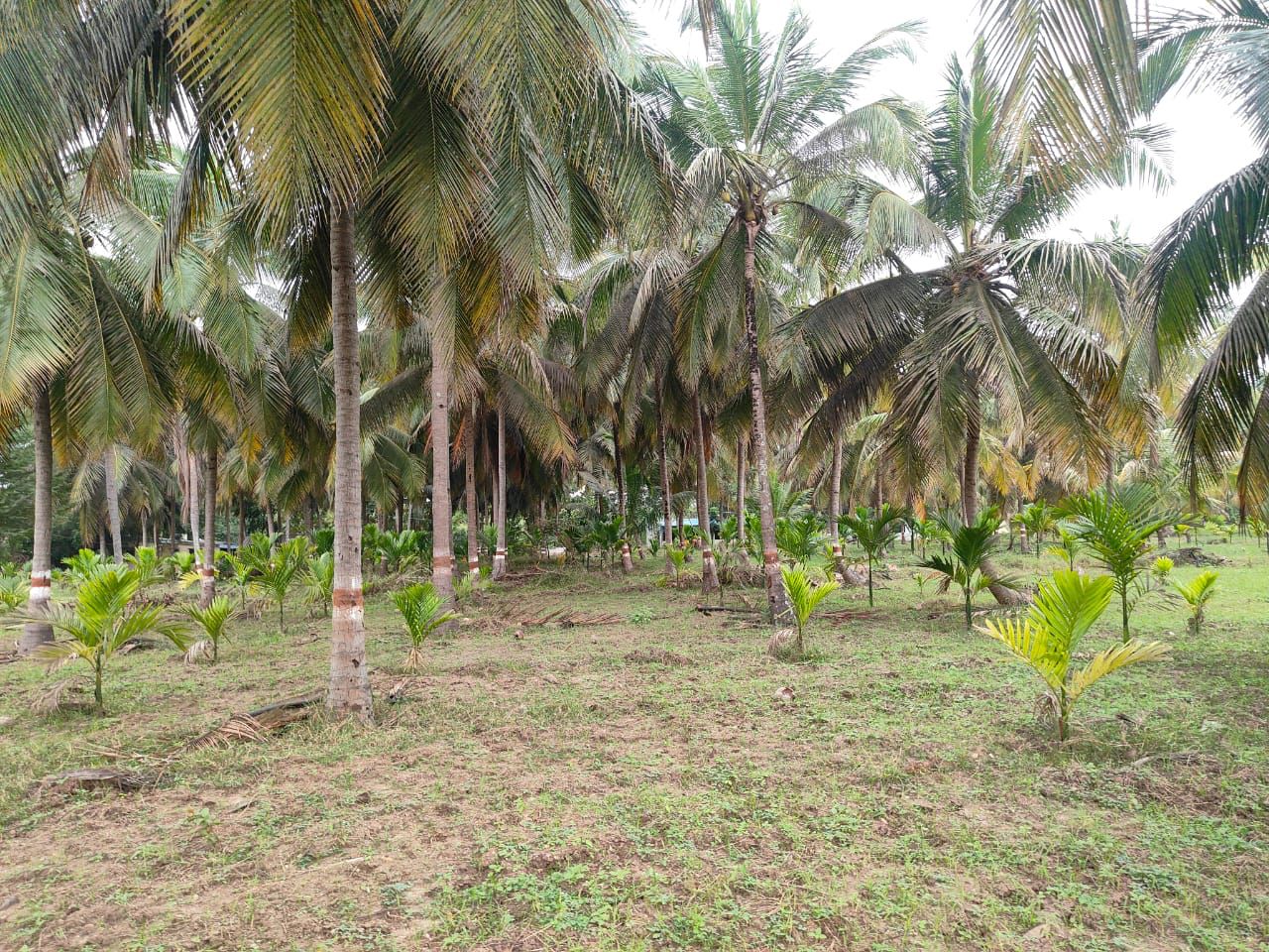 River facing 5 acre coconut plantation for sale in Mysore*