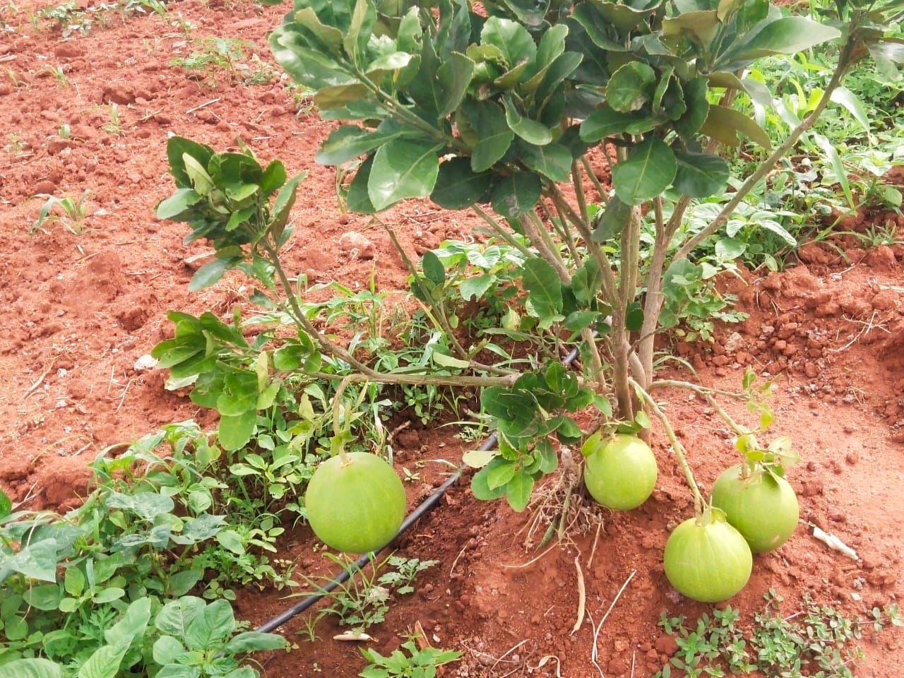  T Narasipura - Land Area: 28 acres