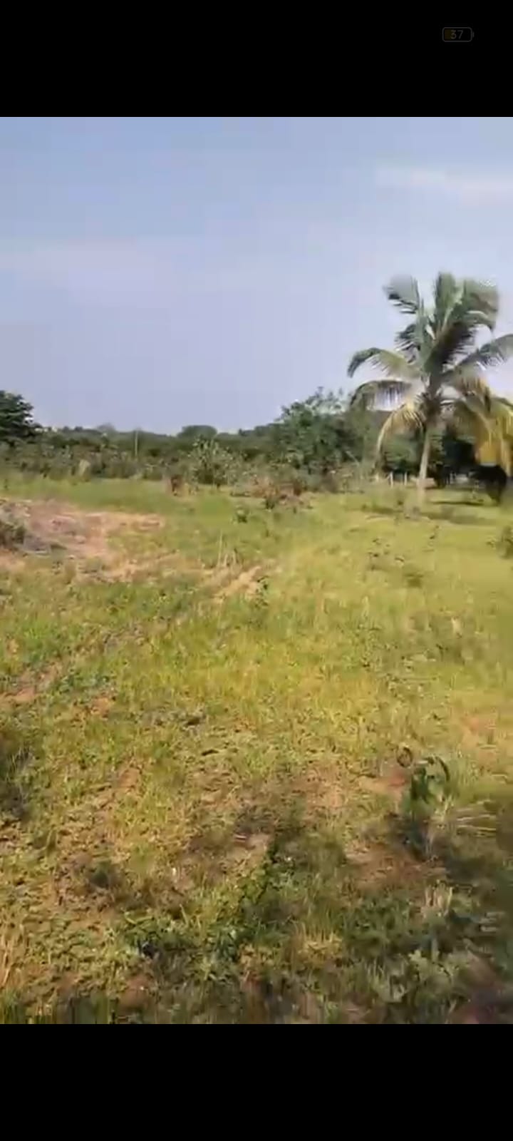 Teak Plantation for Sale! - Location: Ramanagara - 5 acre teak plantation