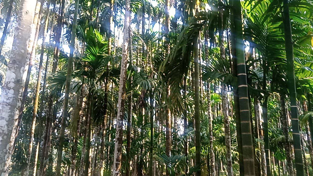 Udupi, Kundapura taluk - 4 acre farm land for sale, 