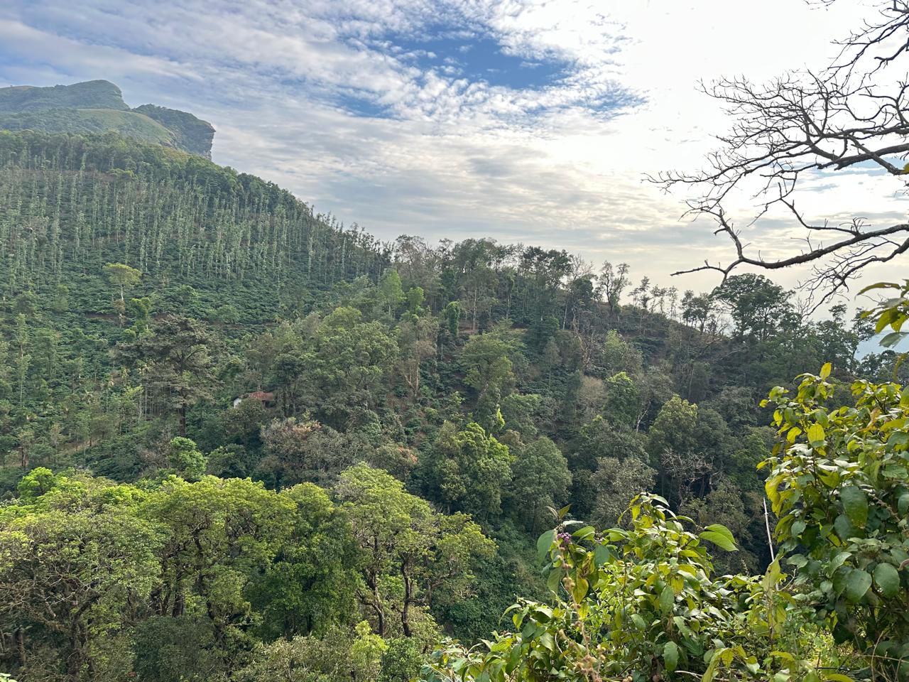 property id ~4103 32 acre coffee Estate 